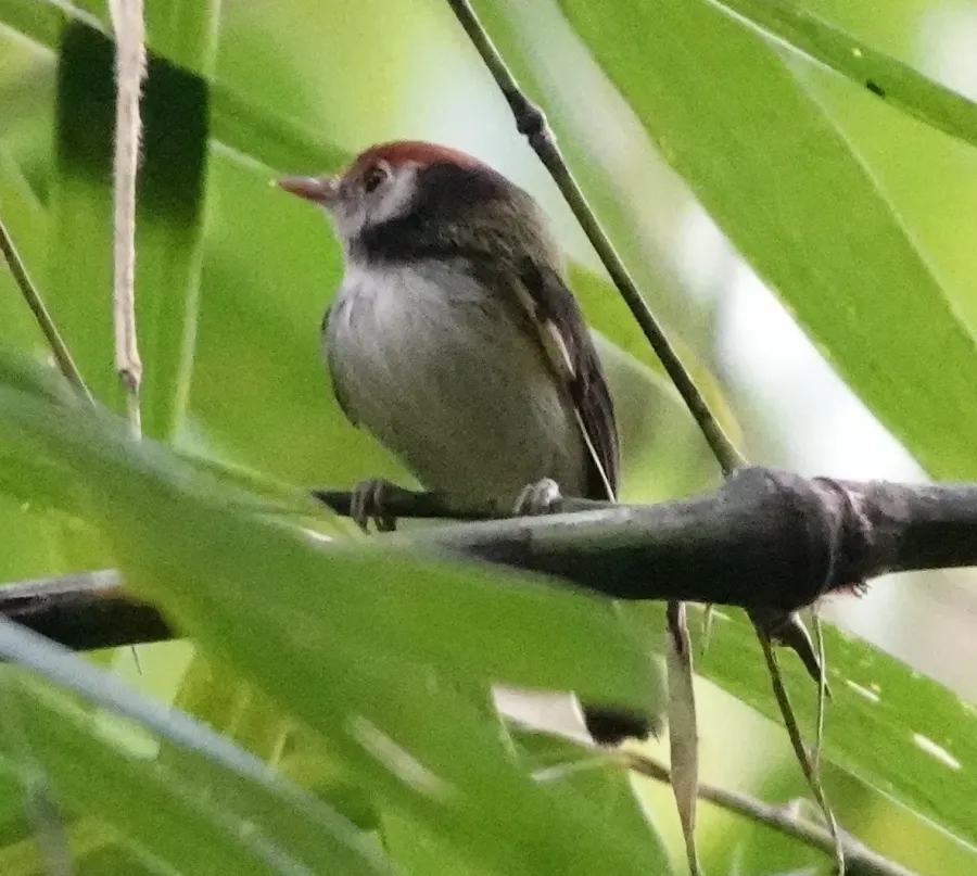 The White-cheeked tody-flycatcher card
