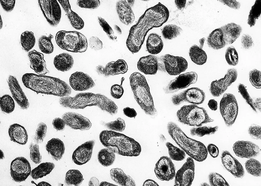 The Coccobacillus card