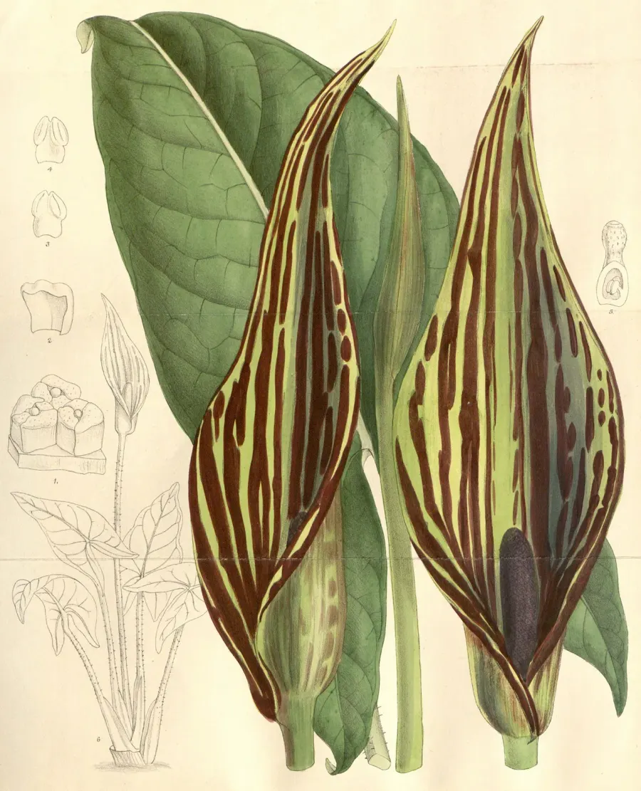 The Lasimorpha card
