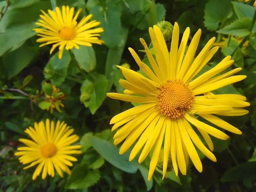 La carte Doronicum orientale