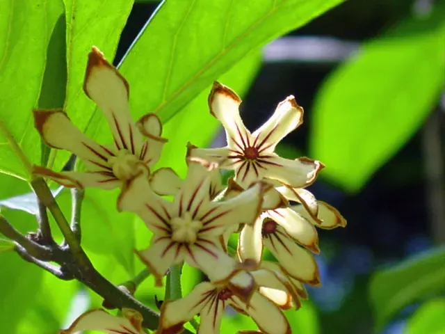 La carte Cola acuminata