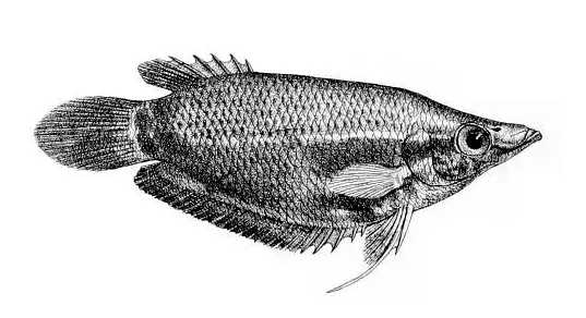 The Frail gourami card