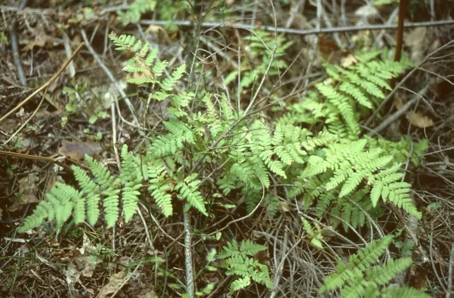 The Dryopteris carthusiana card