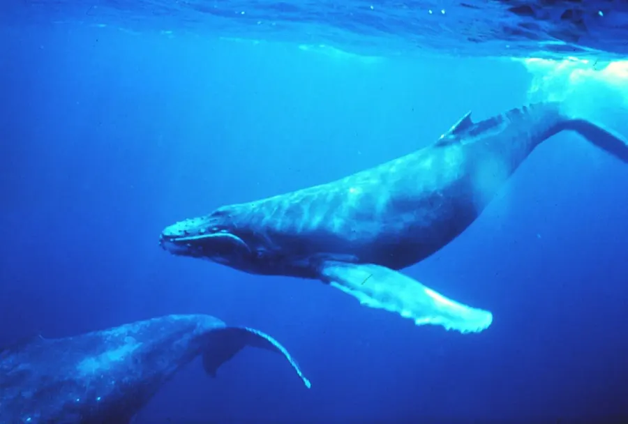 La carte Chant des baleines