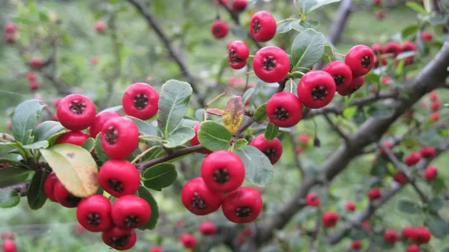 La carte Pyracantha crenulata