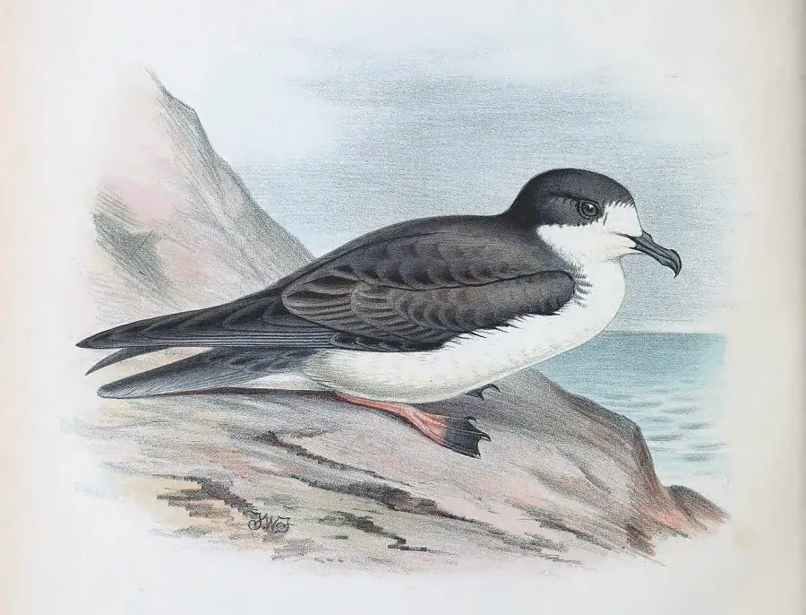 The Hawaiian petrel card