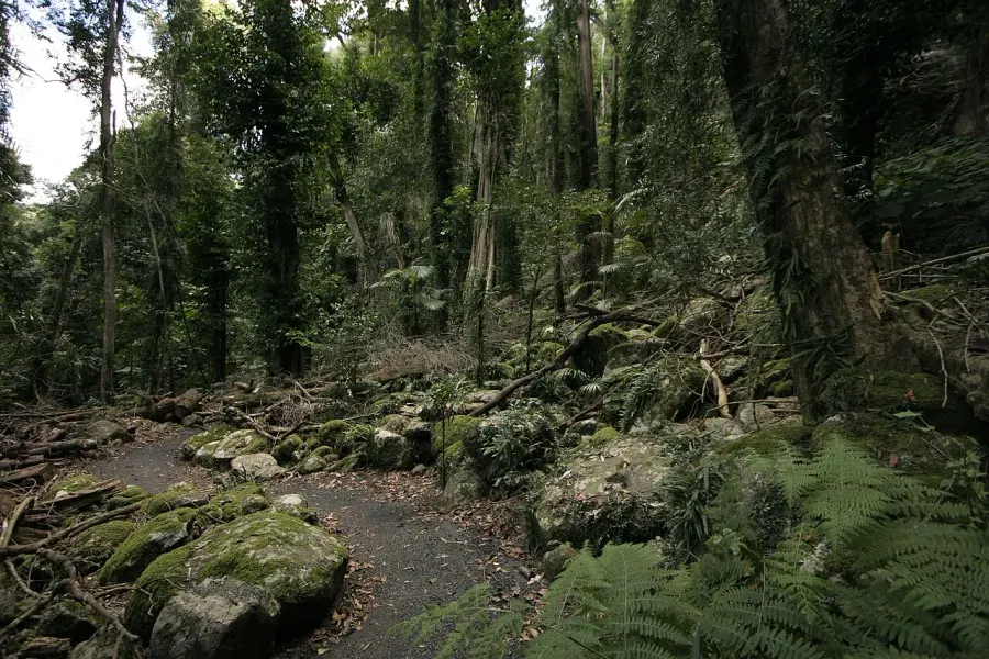 La carte Parc national Dorrigo