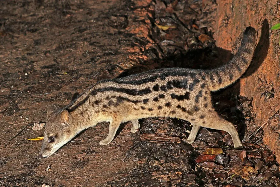 La carte Fossa fossana