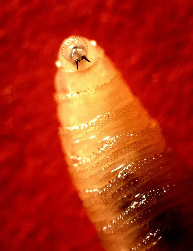 The Cochliomyia hominivorax card