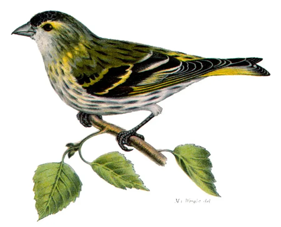 La carte Spinus