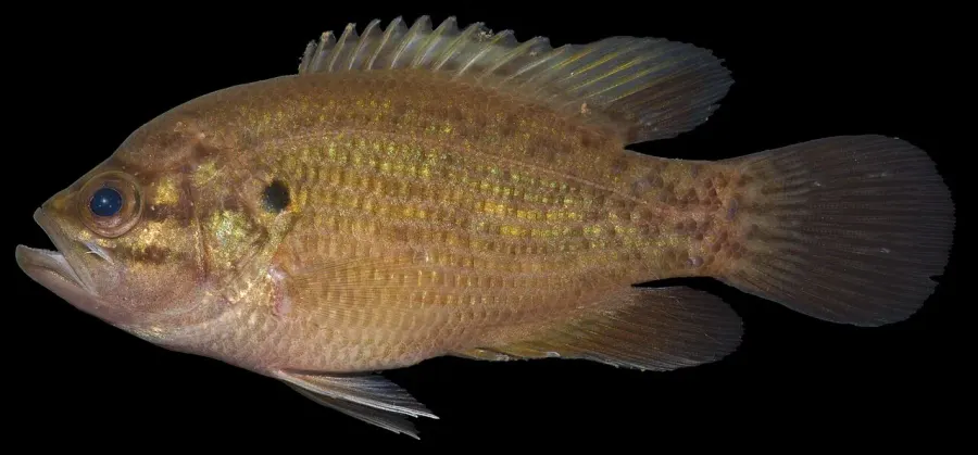 La carte Acantharchus pomotis