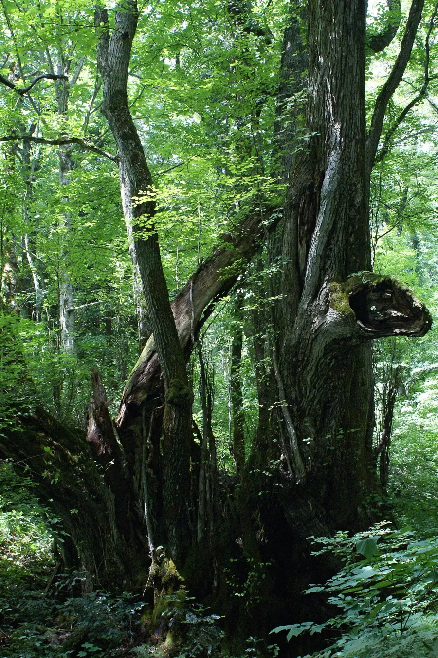 La carte Cercidiphyllum japonicum