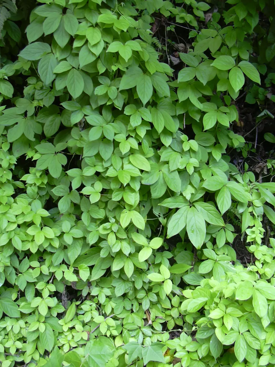 La carte Dioscorea pentaphylla