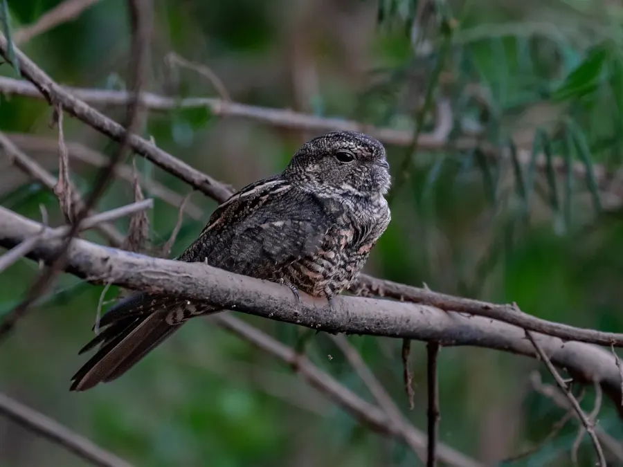 The Plain-tailed nighthawk card