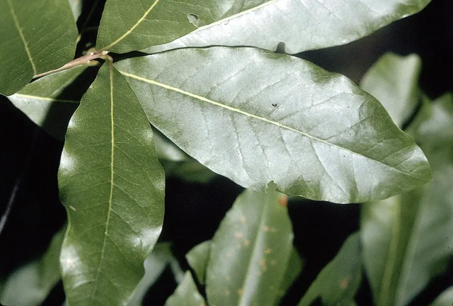 La carte Quercus imbricaria