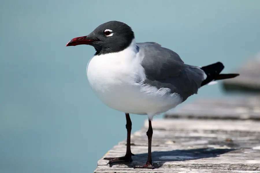 La carte Mouette atricille