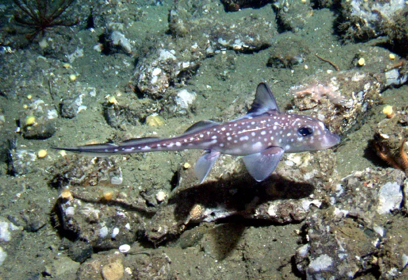 The Chimaera card