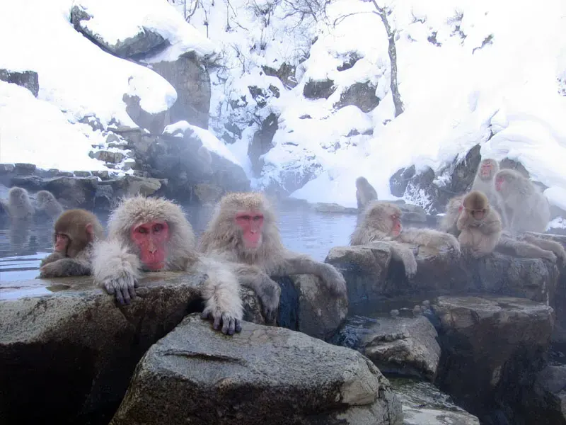 The Jigokudani Monkey Park card
