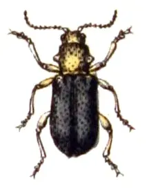 The Megalopodidae card