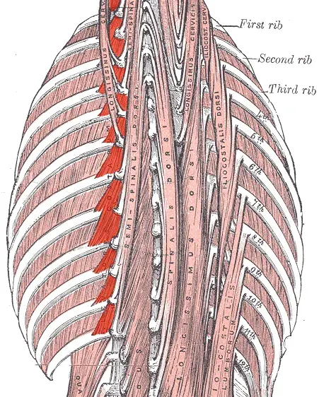 The Levatores costarum muscles card