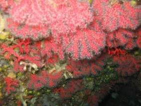 La carte Corail rouge