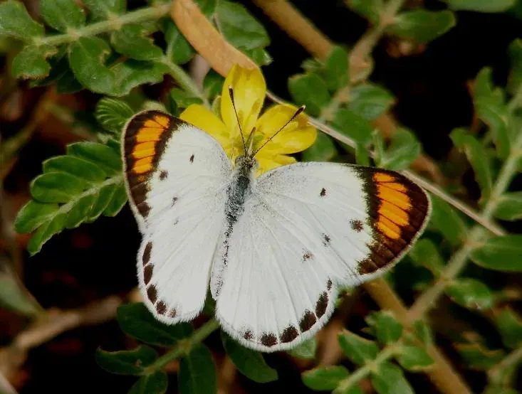 The Colotis card