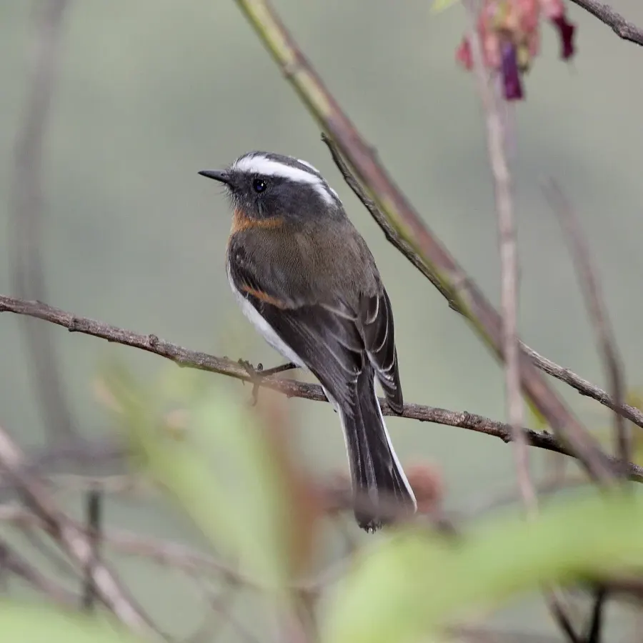 The Rufous-breasted chat-tyrant card