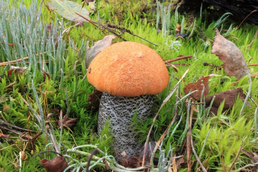 La carte Leccinum versipelle