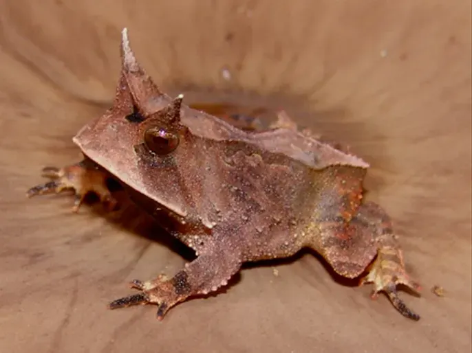 The Proceratophrys boiei card