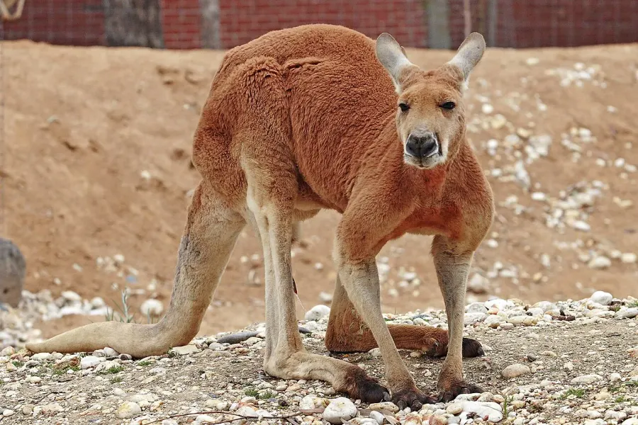 The Macropus rufus card