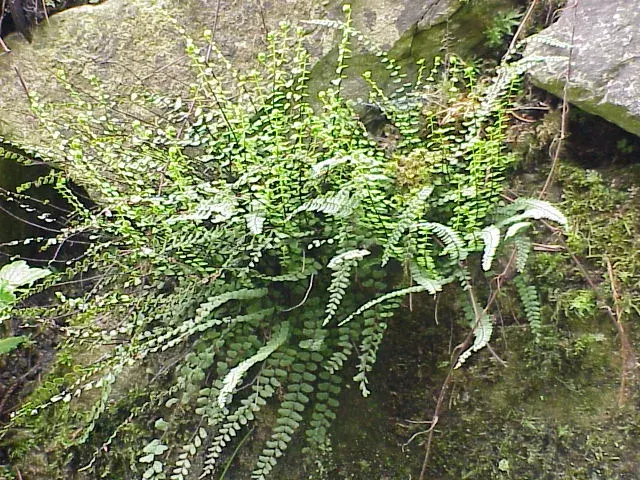 La carte Asplenium