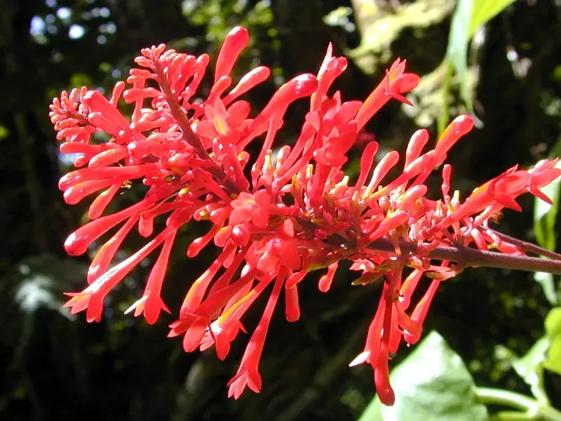 La carte Acanthaceae