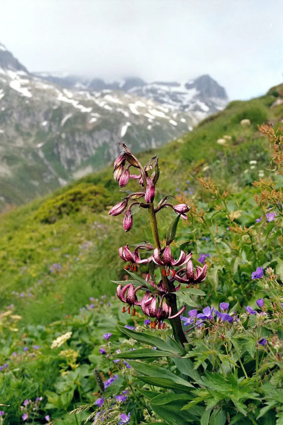 La carte Liliaceae
