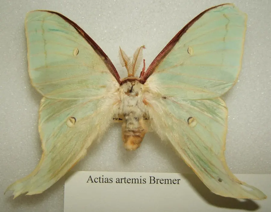 The Actias artemis card