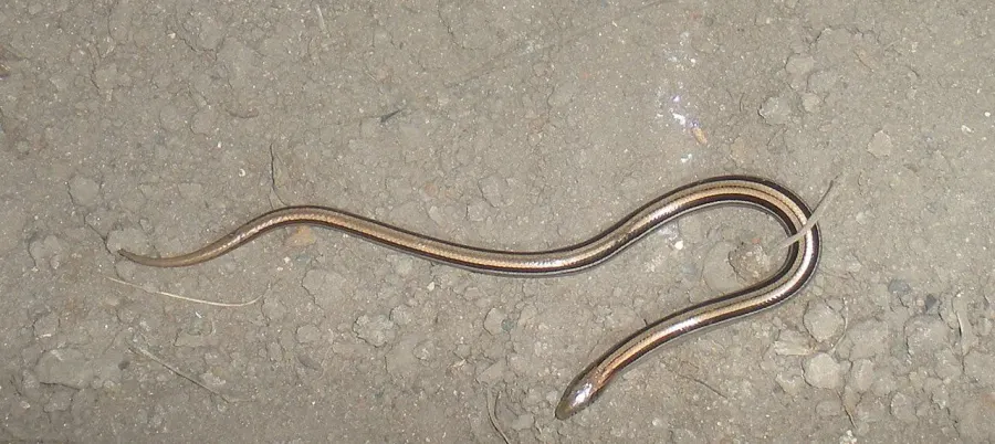 La carte Ophiodes