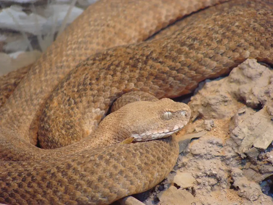 The Macrovipera lebetinus schweizeri card