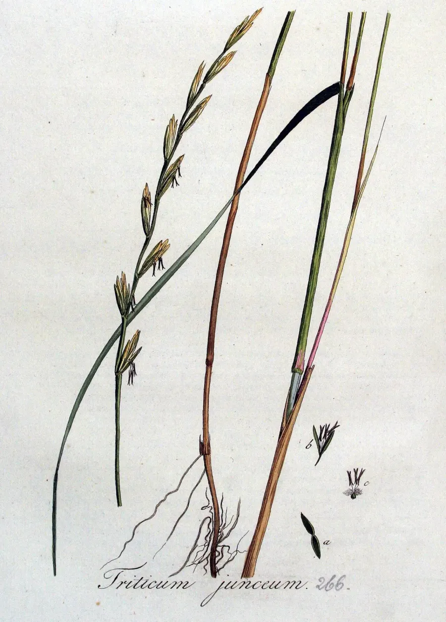 La carte Elymus farctus