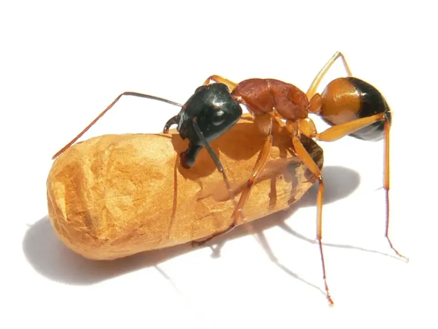 La carte Camponotus consobrinus