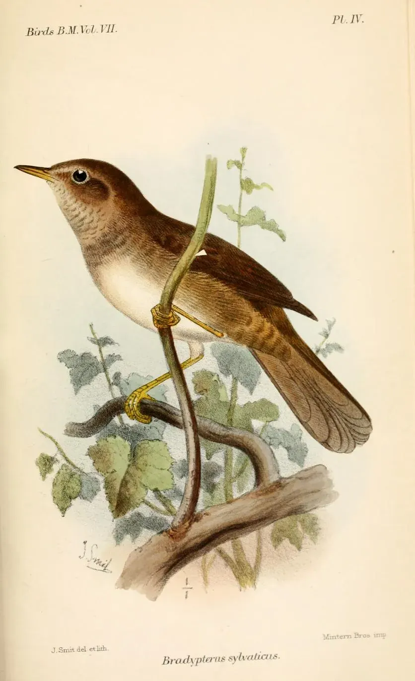 The Knysna warbler card