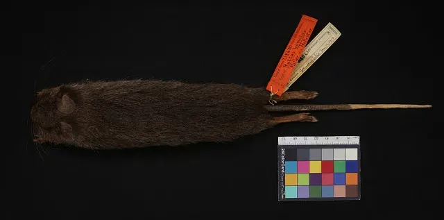 The Sulawesi montane rat card