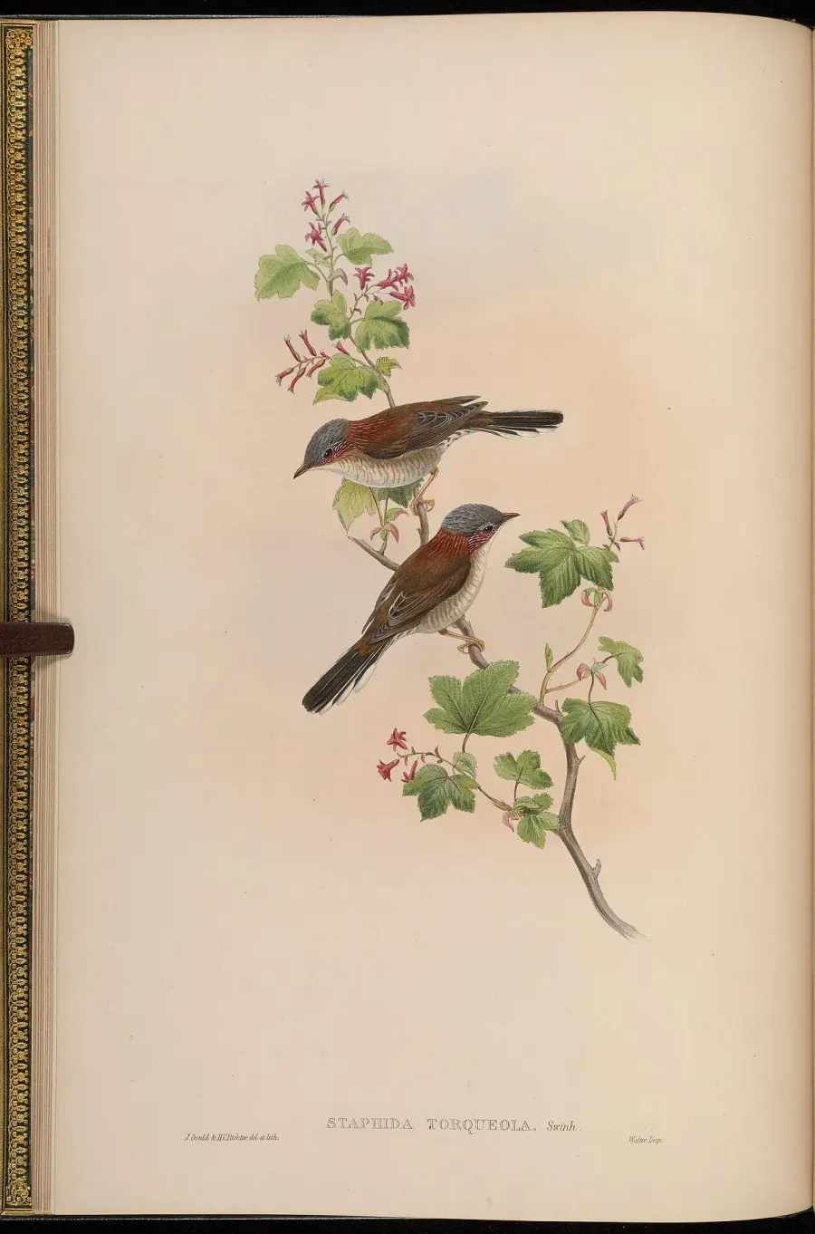 The Indochinese yuhina card