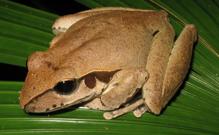 The Litoria jungguy card
