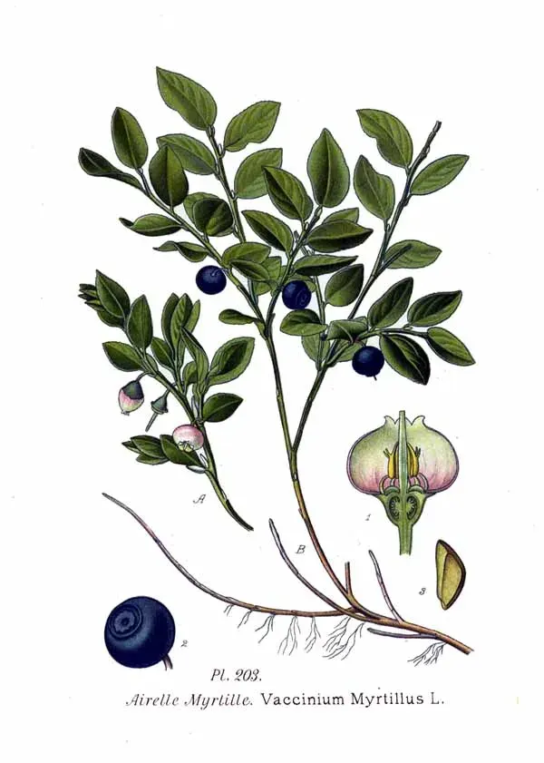 La carte Vaccinium myrtillus