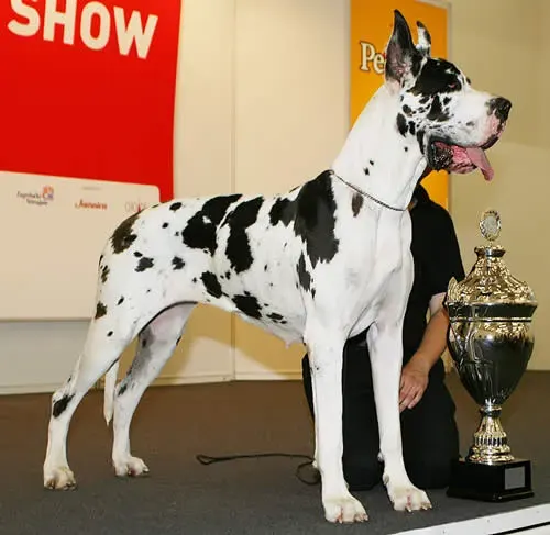 La carte Dogue allemand