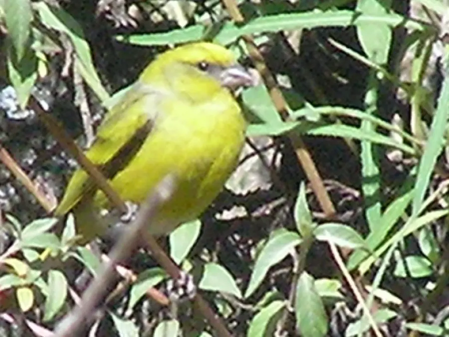 La carte Serin à calotte jaune