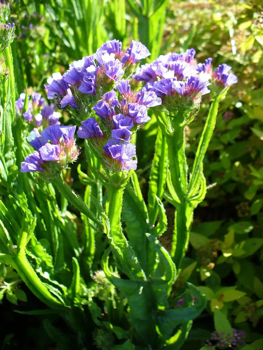 La carte Limonium sinuatum