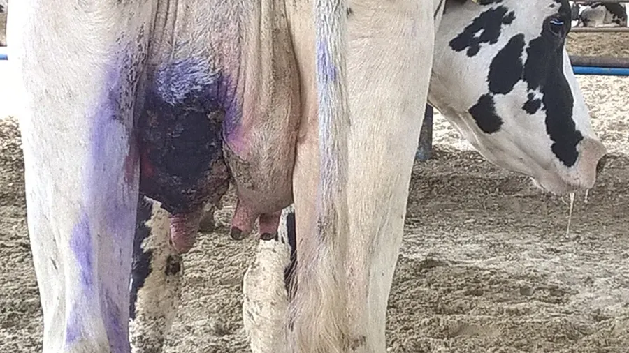 The Mastitis in dairy cattle card