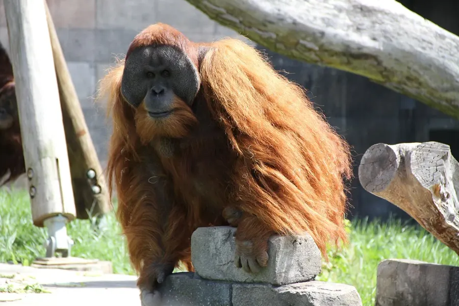La carte Orang-outan de Sumatra
