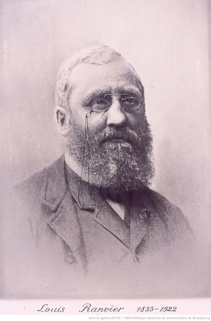 La carte Louis-Antoine Ranvier
