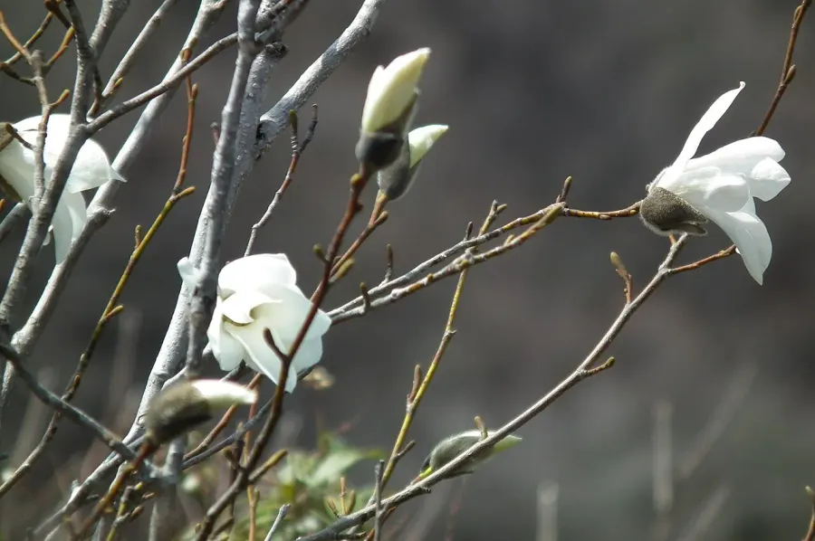 The Magnolia salicifolia card